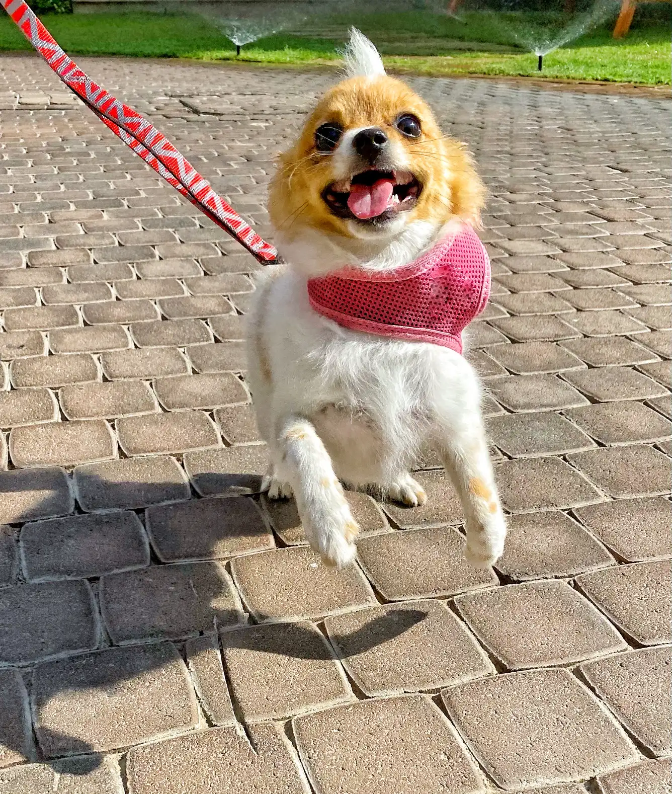 Joyful dog enjoying a sunny dog walking session.