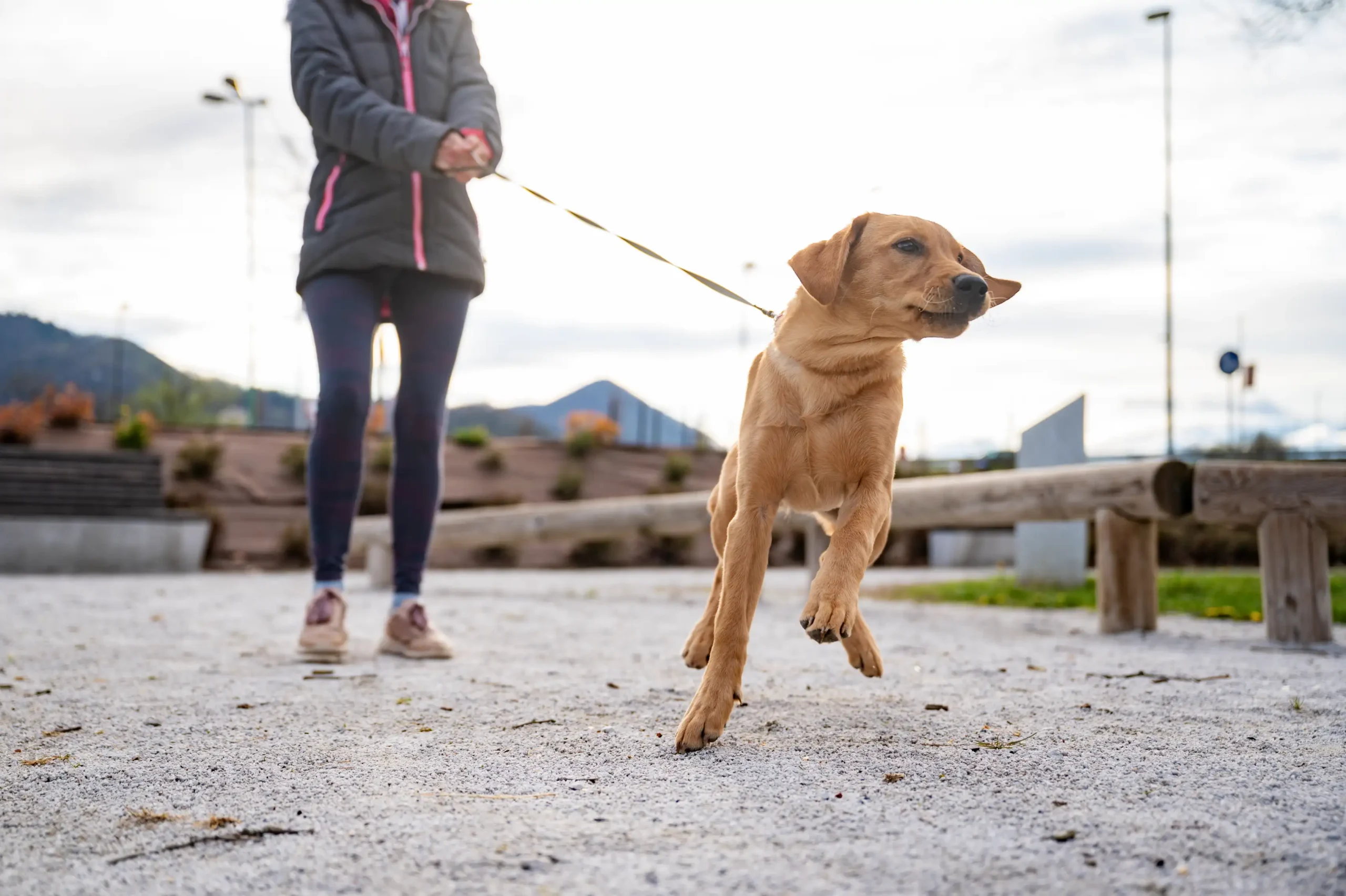 Energetic dog excitedly pulling on the leash during a lively dog walking session.