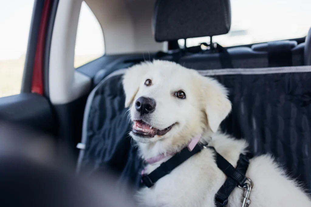 Happy dog secured in a dog taxi wearing a safety harness in the back seat.