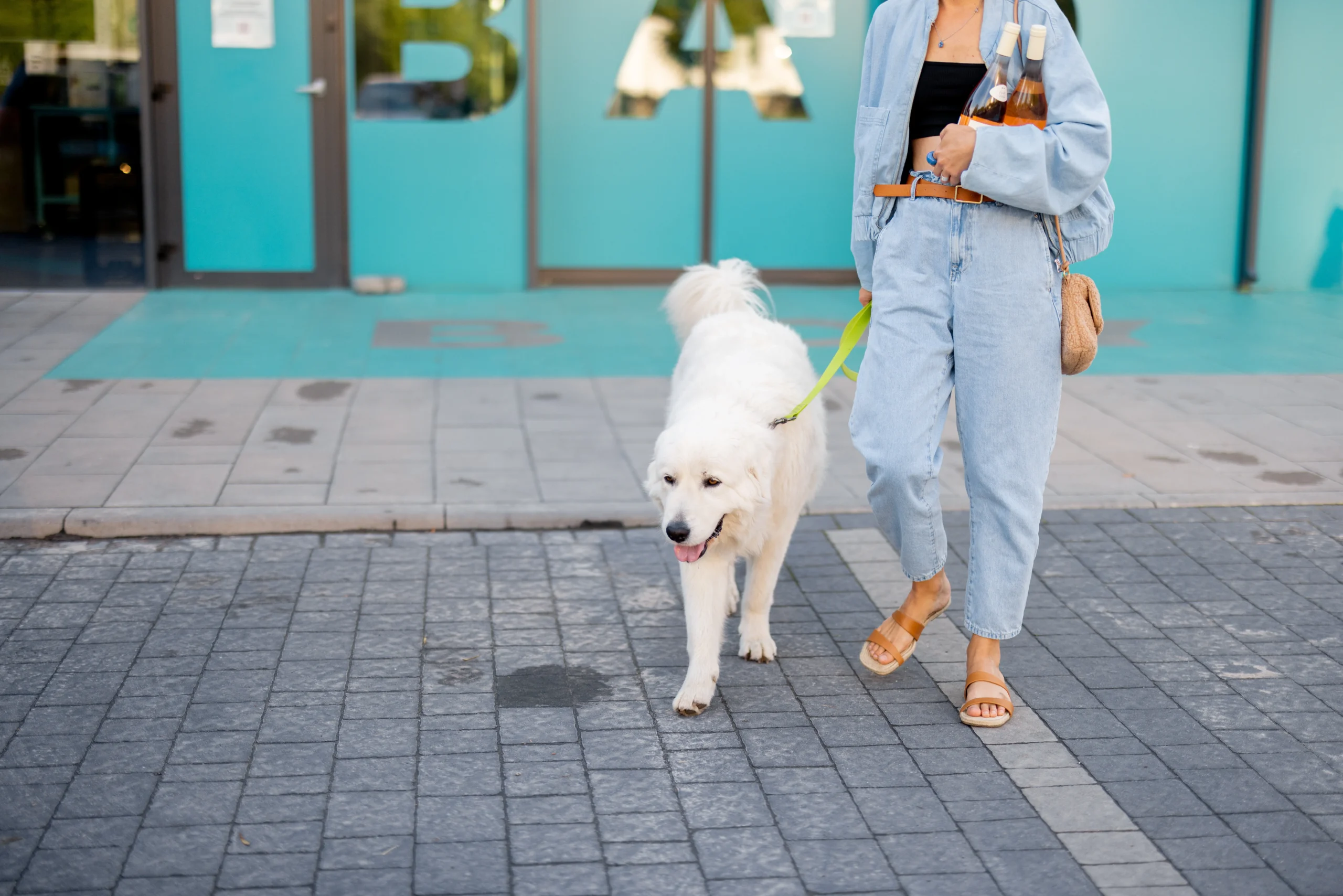 Dog walking happily alongside owner near a local supermarket.